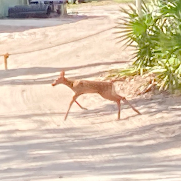 How to get $10 in POSH CREDIT… - Picture 6 of 7